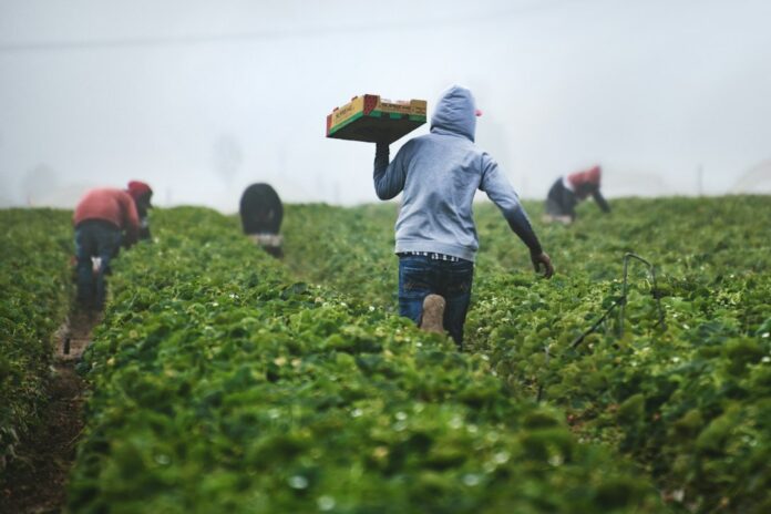 Foro Mundial de la Alimentación Cosecha agrícola y trabajo rural